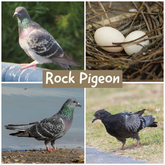 Rock Pigeon